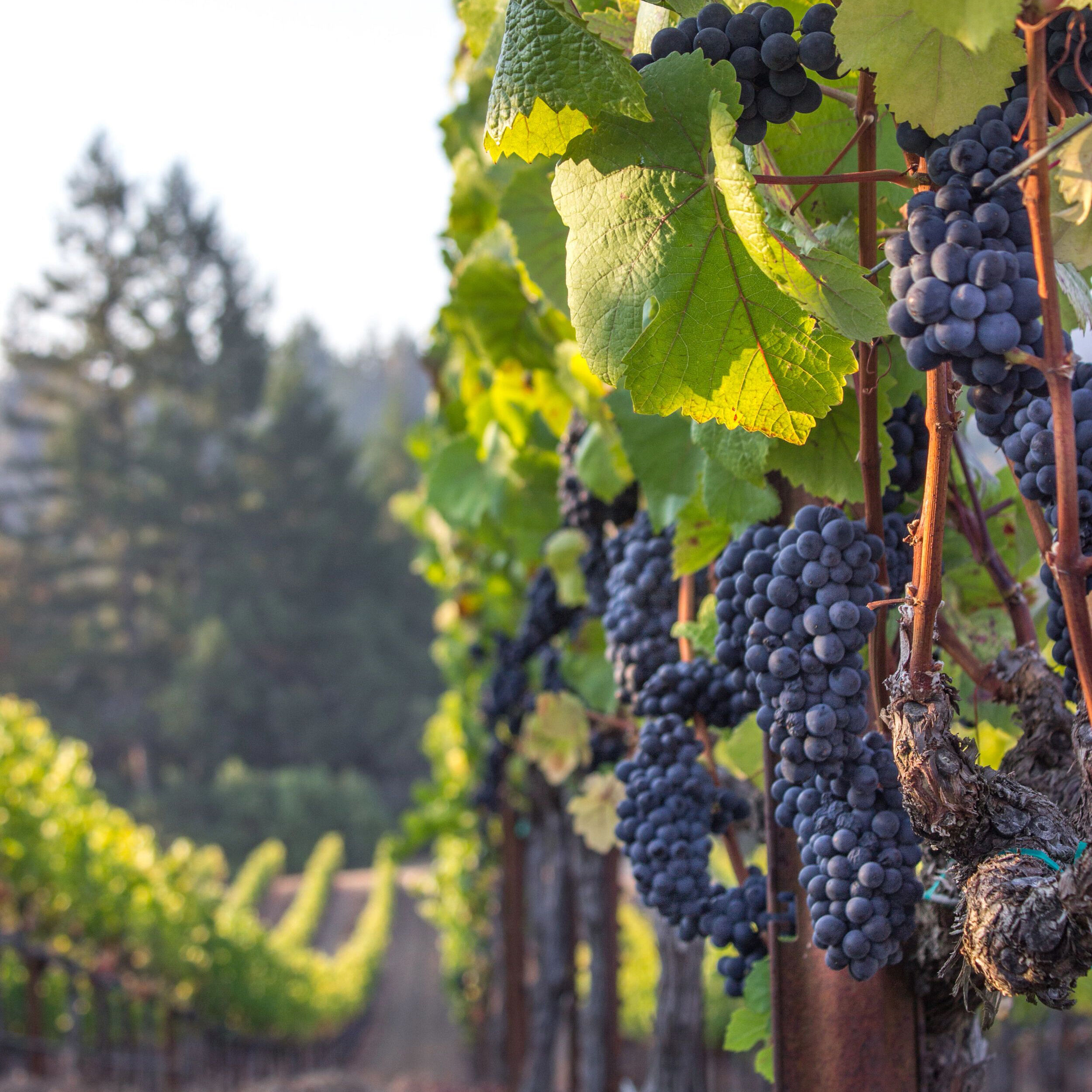 Grapes on a vine
